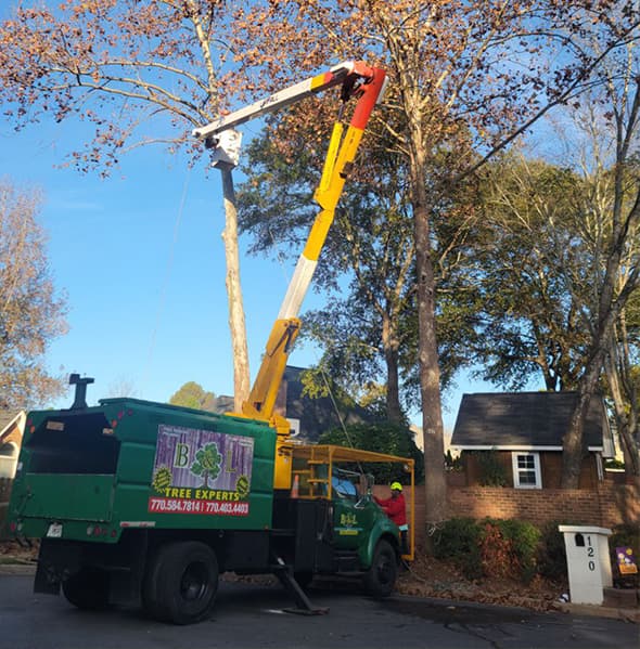 bltree-experts-practical-tree-care2