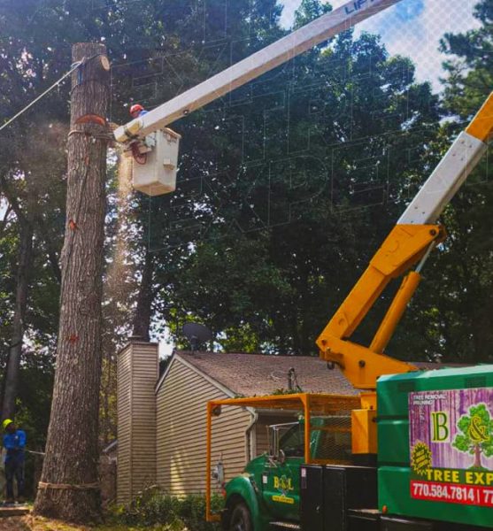 B & L Tree Experts Removal Treee Services