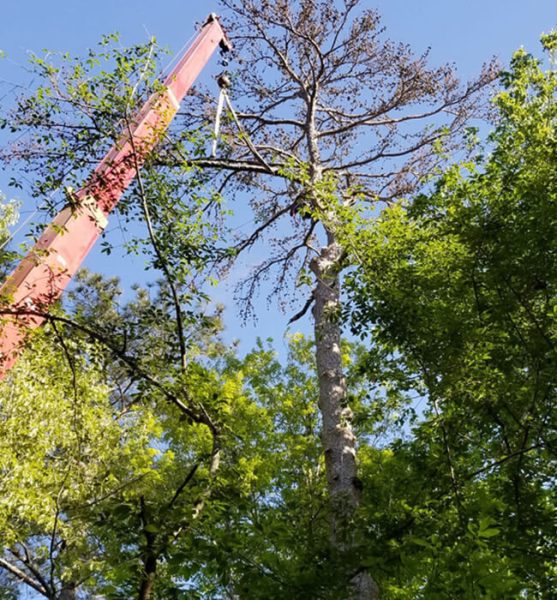 B & L Tree Experts Tree Trimming